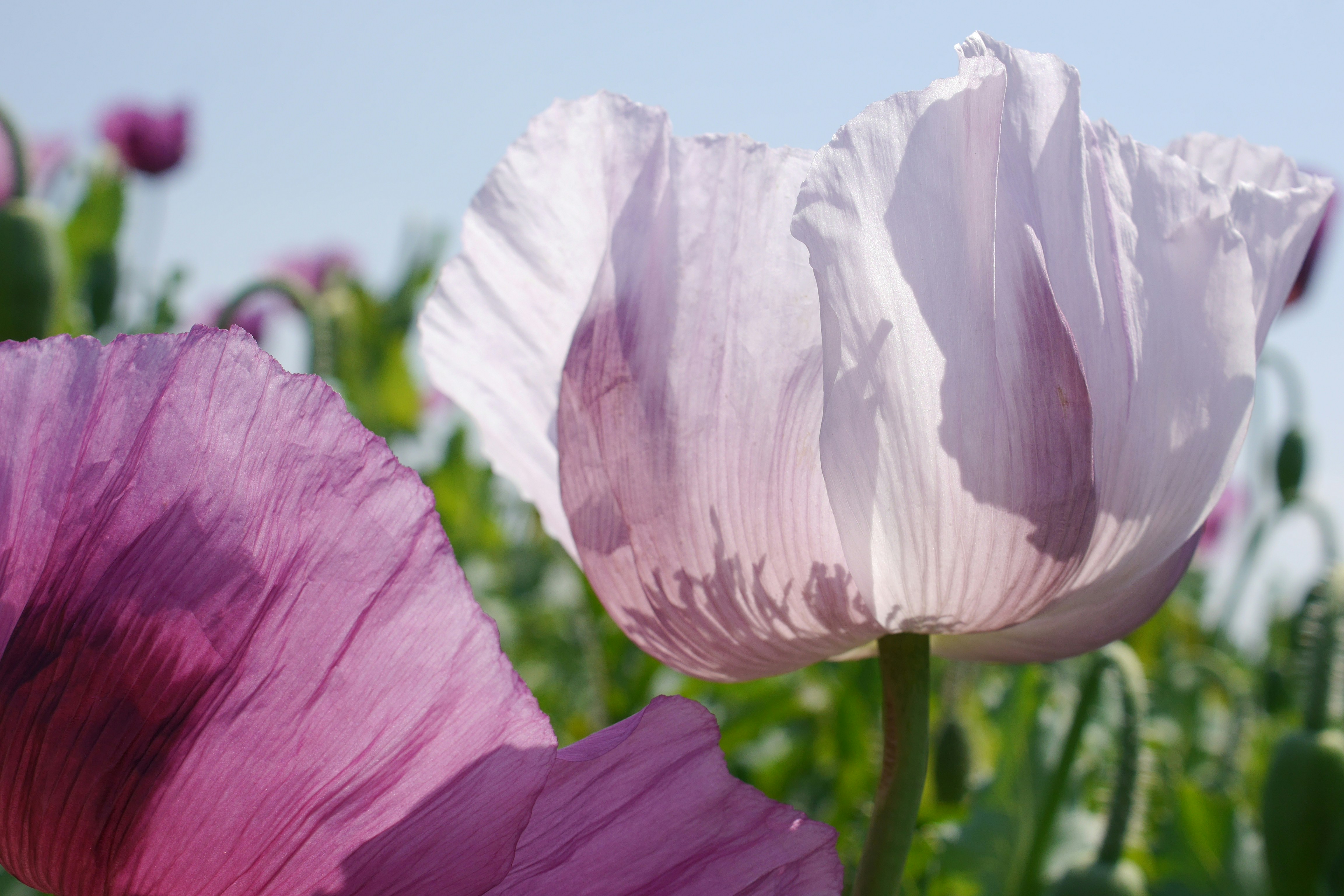 White and purple flower in close up photography photo – Free Background ...