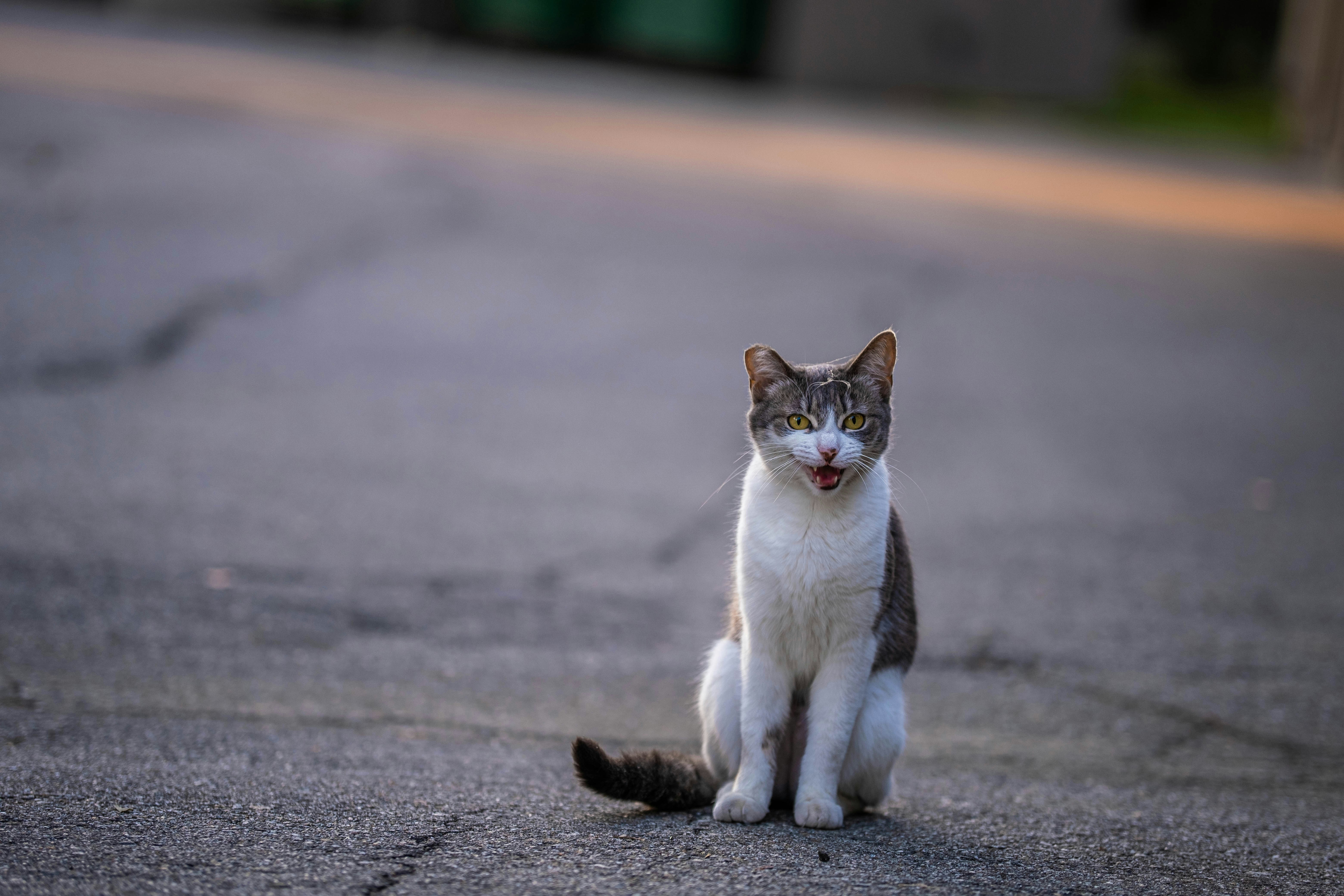 Photo by lrtphotographer