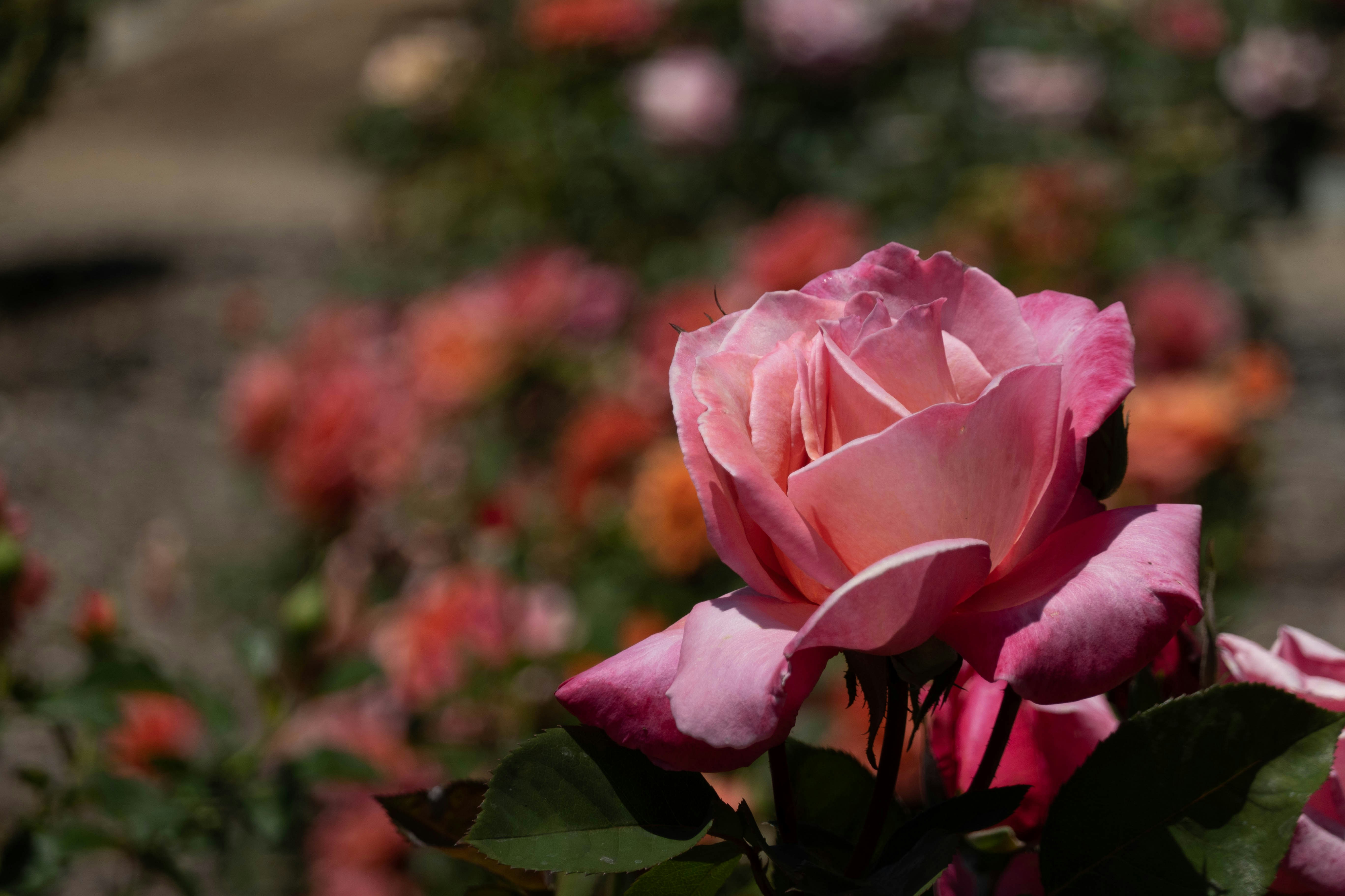 Photo by lrtphotographer