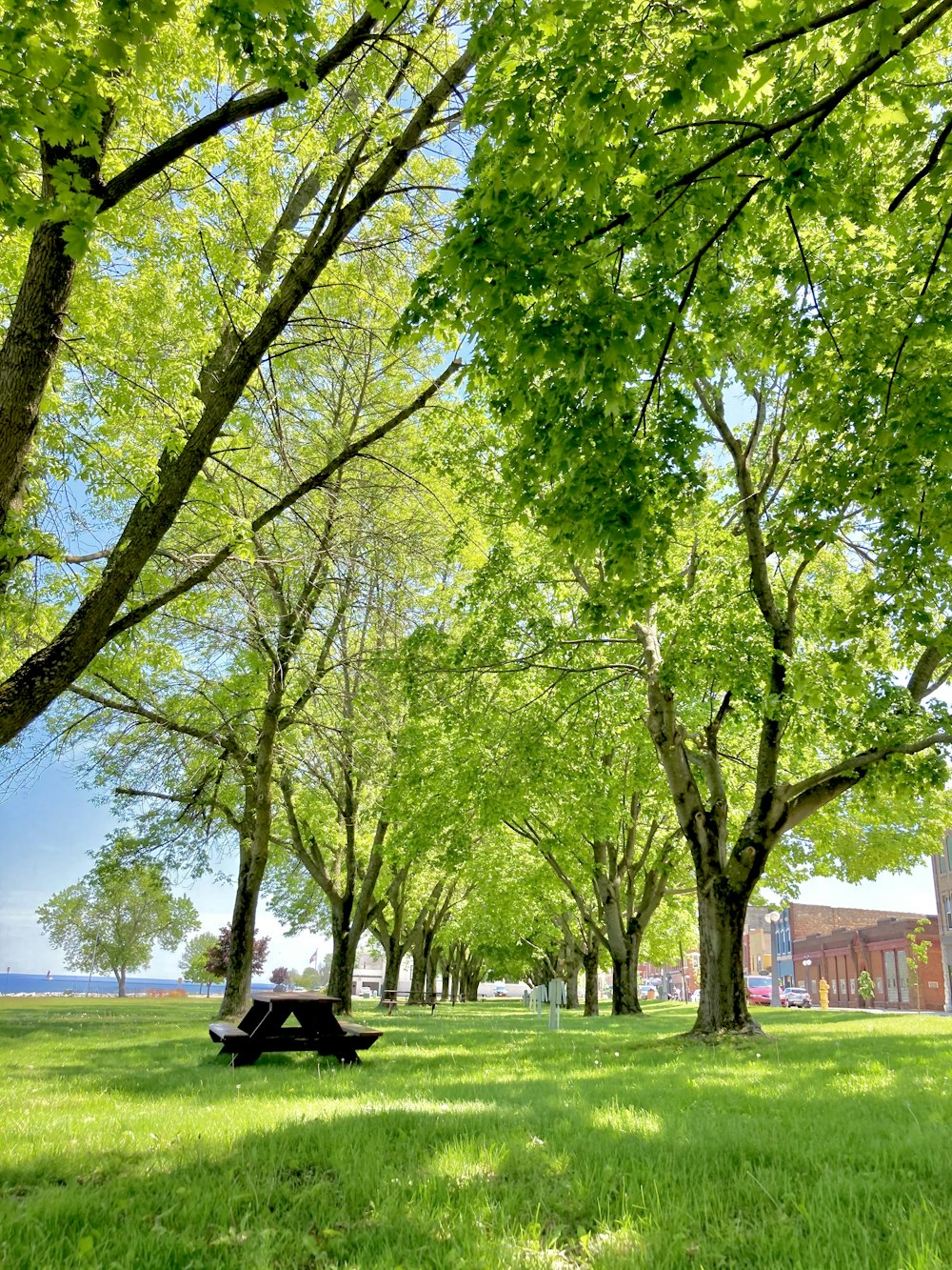 green tree on green grass field during daytime