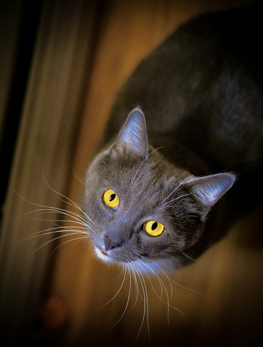 russian blue cat in close up photography