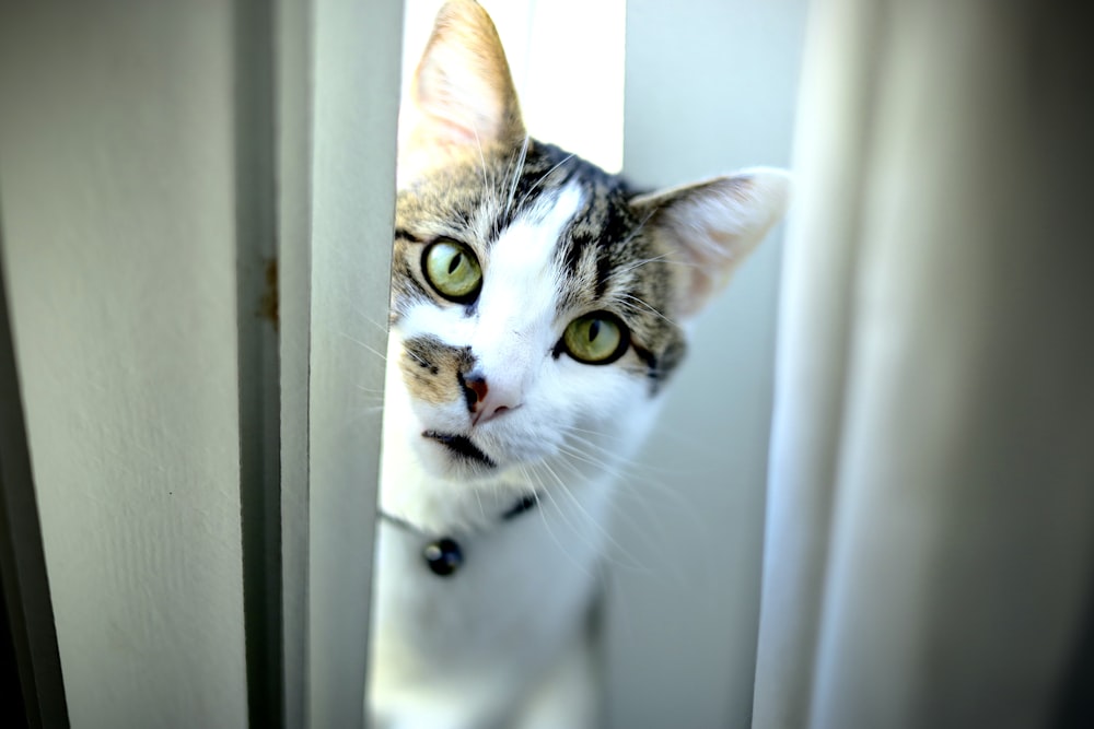 white and black cat on white curtain