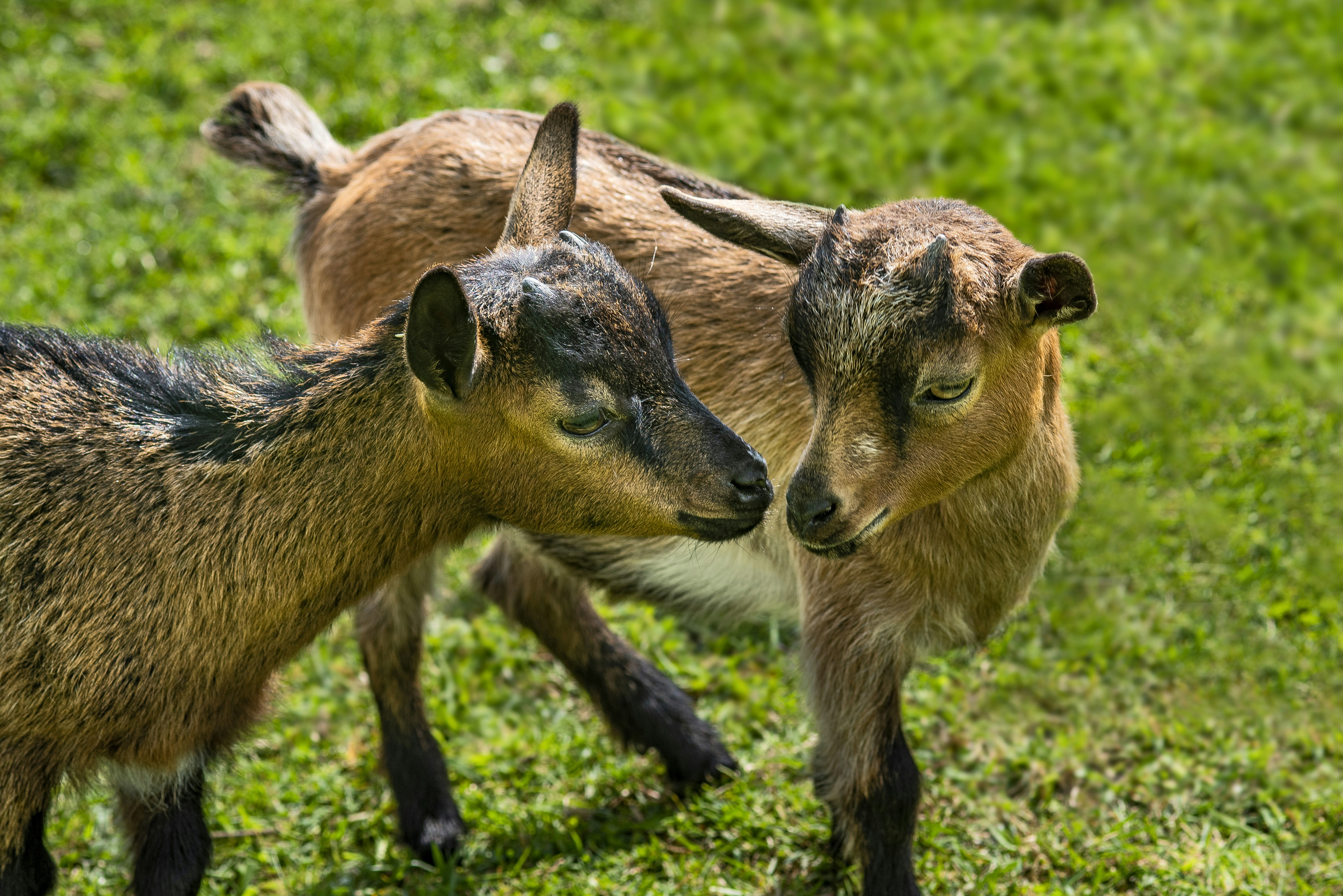 Afbeelding van Schijndel