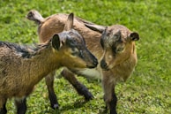 herd of sheep on green grass field during daytime