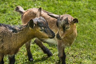 herd of sheep on green grass field during daytime