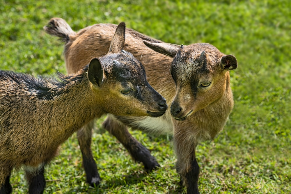 troupeau de moutons sur un champ d’herbe verte pendant la journée