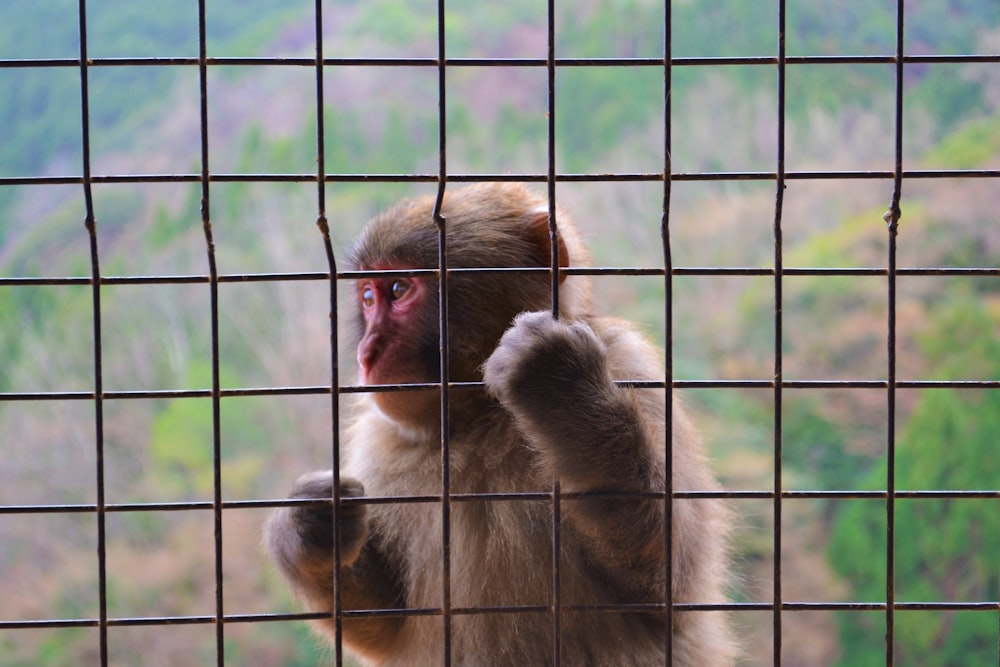 brown monkey on black metal cage
