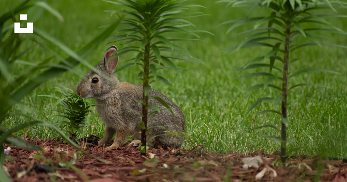 Gray rabbit on green grass field during daytime photo – Free Champaign ...