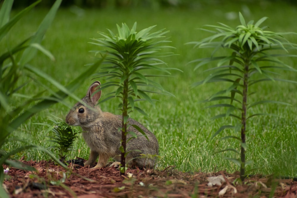 gray rabbit on green grass field during daytime