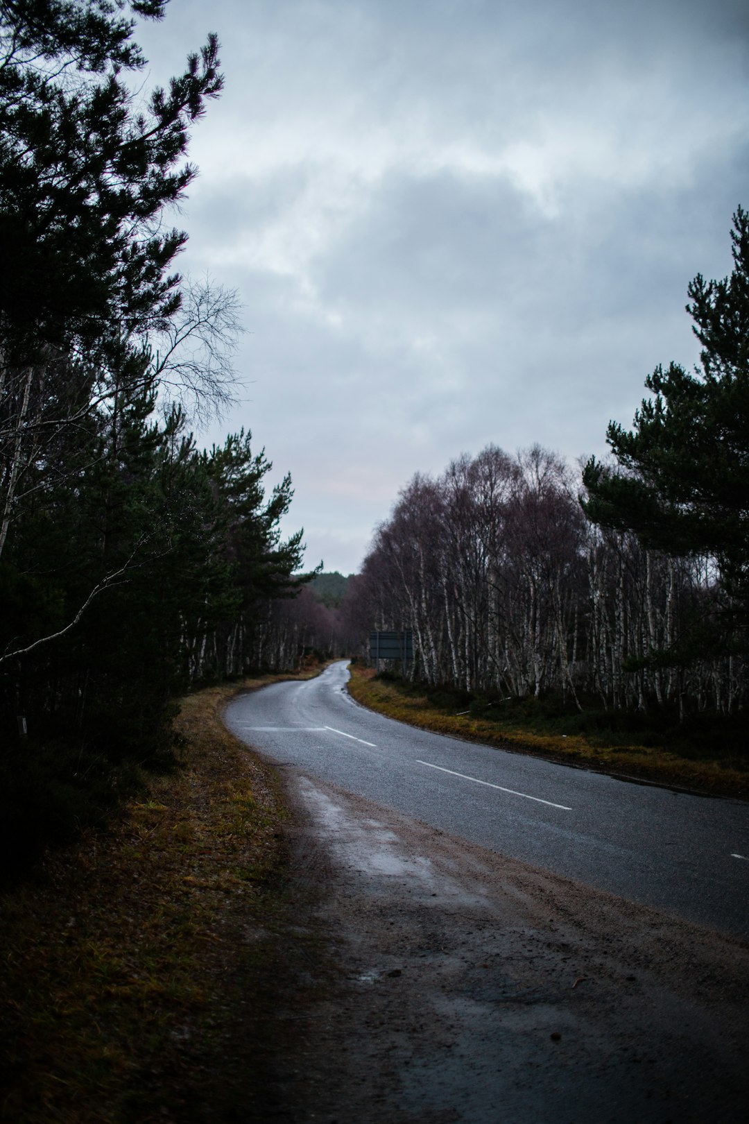 gray asphalt road between trees under gray cloudy sky during daytime