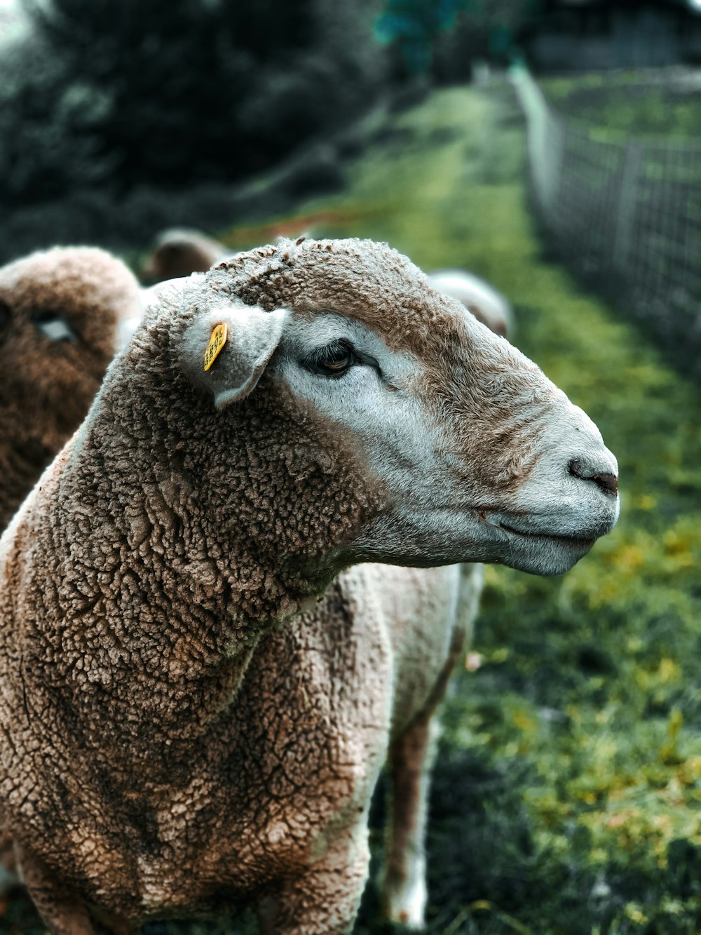 brown sheep in green grass field during daytime