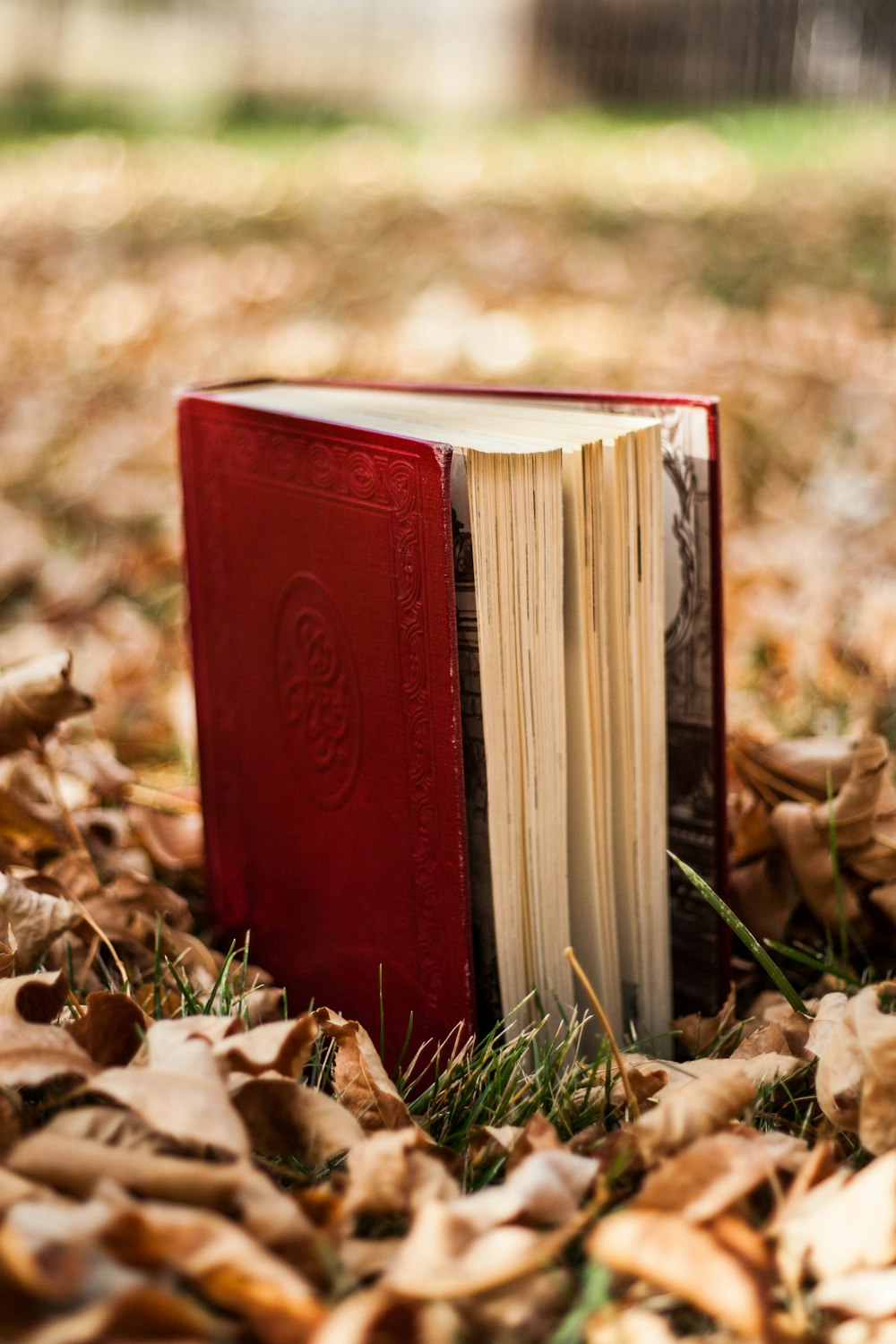 red book on brown dried leaves