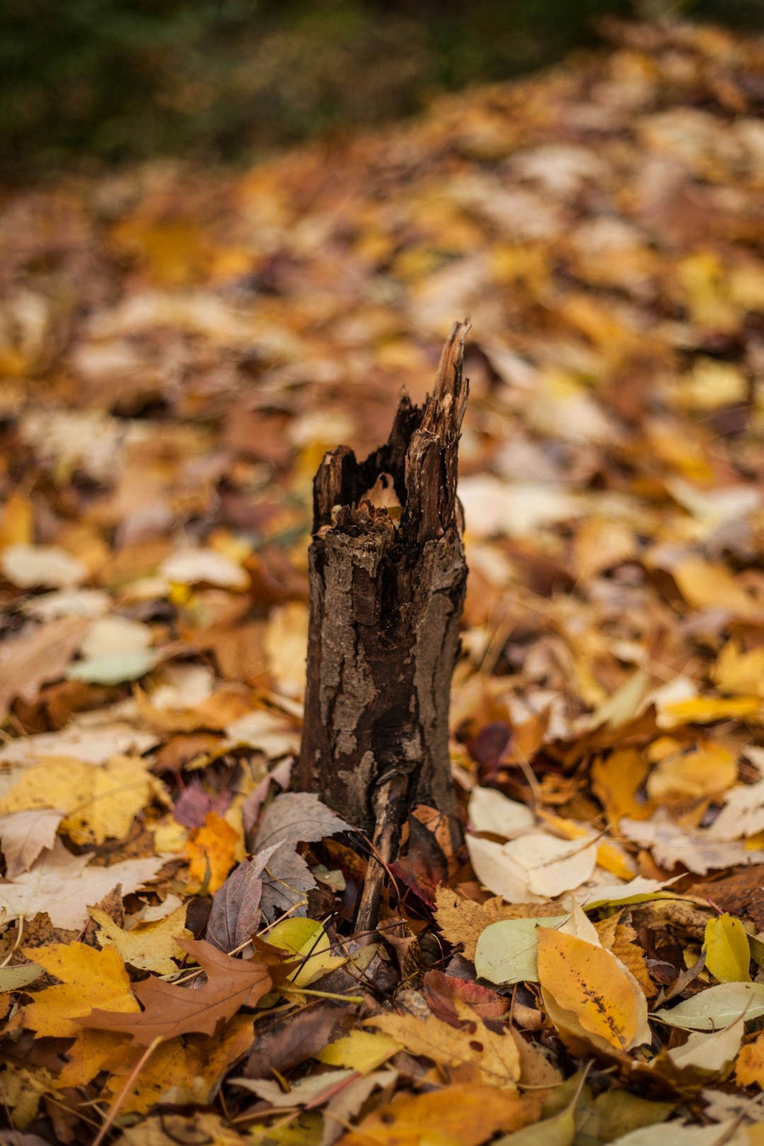 brown tree trunk on brown dried leaves