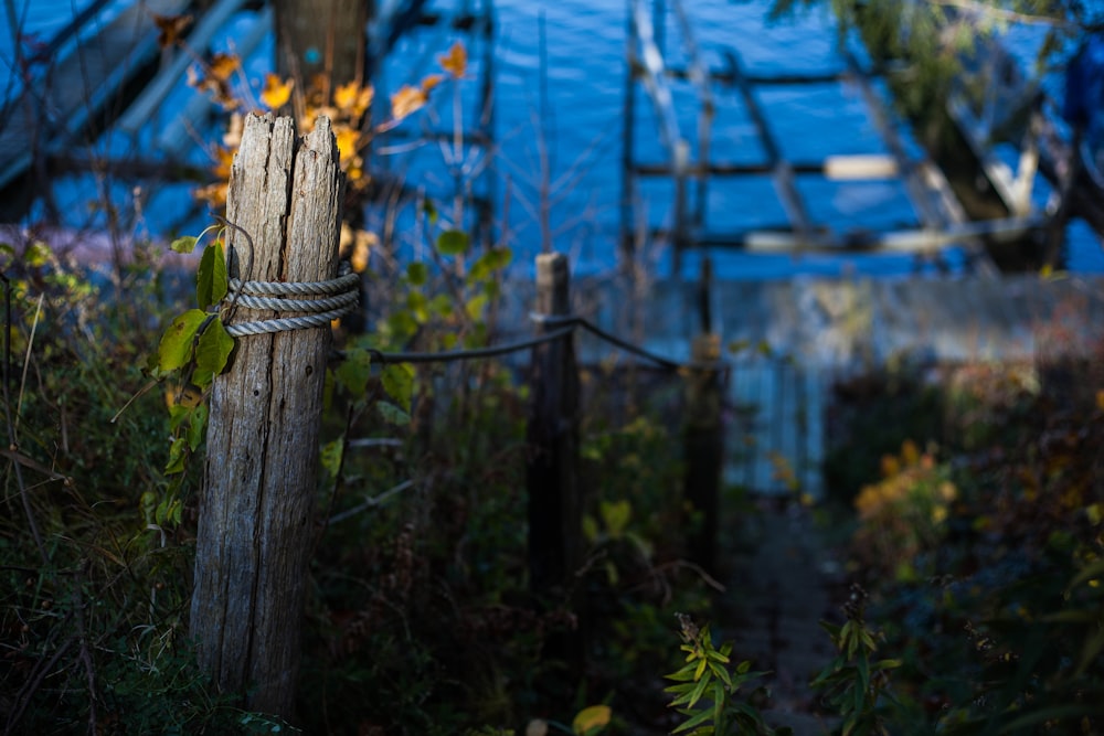 brown wooden fence near green plants