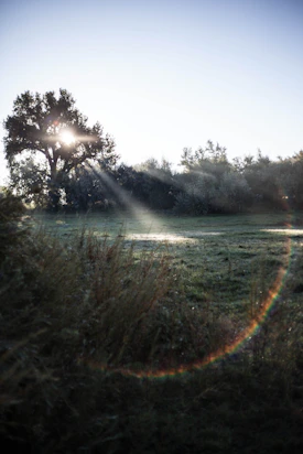 green grass field near body of water during daytime