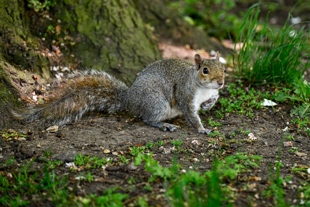 gray squirrel on green moss covered rock