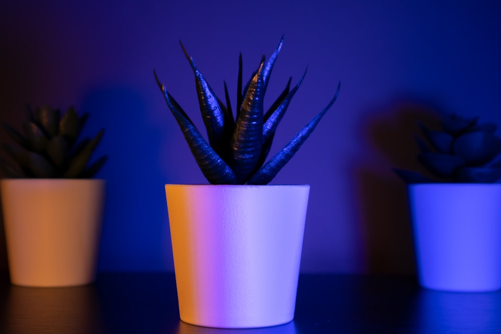green cactus in purple pot