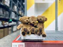 brown bear plush toy on white and red box