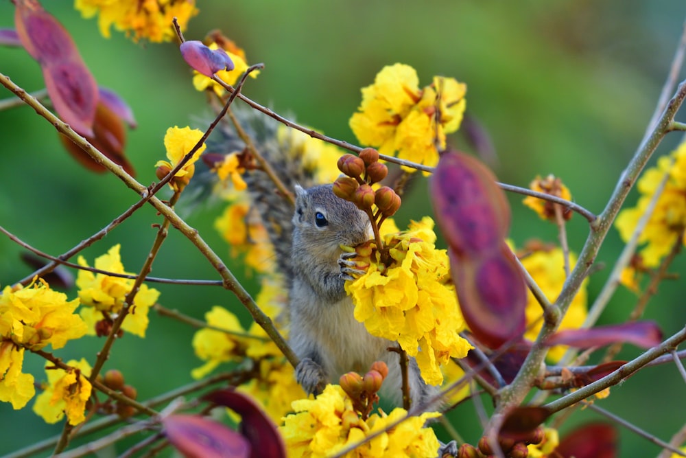brown squirrel on yellow flower