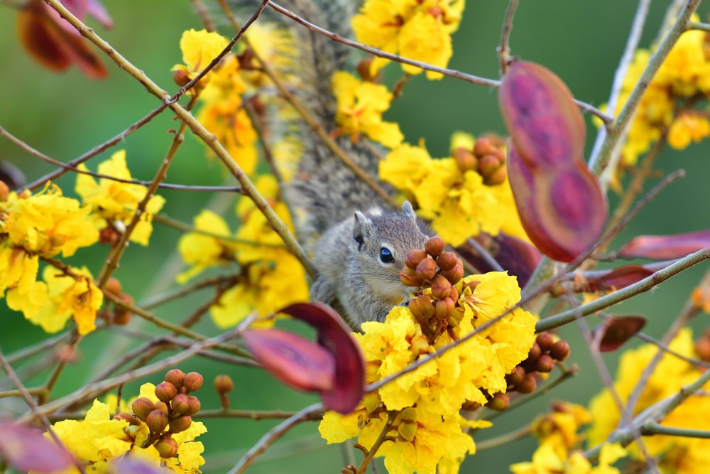 gray squirrel on yellow flowers
