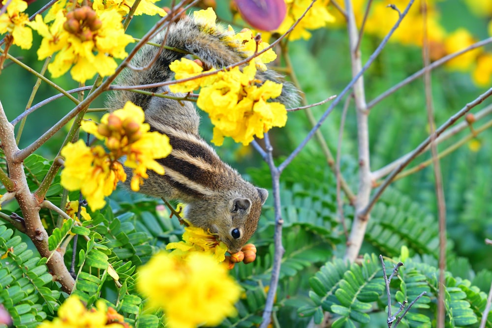 brown squirrel on yellow flower during daytime