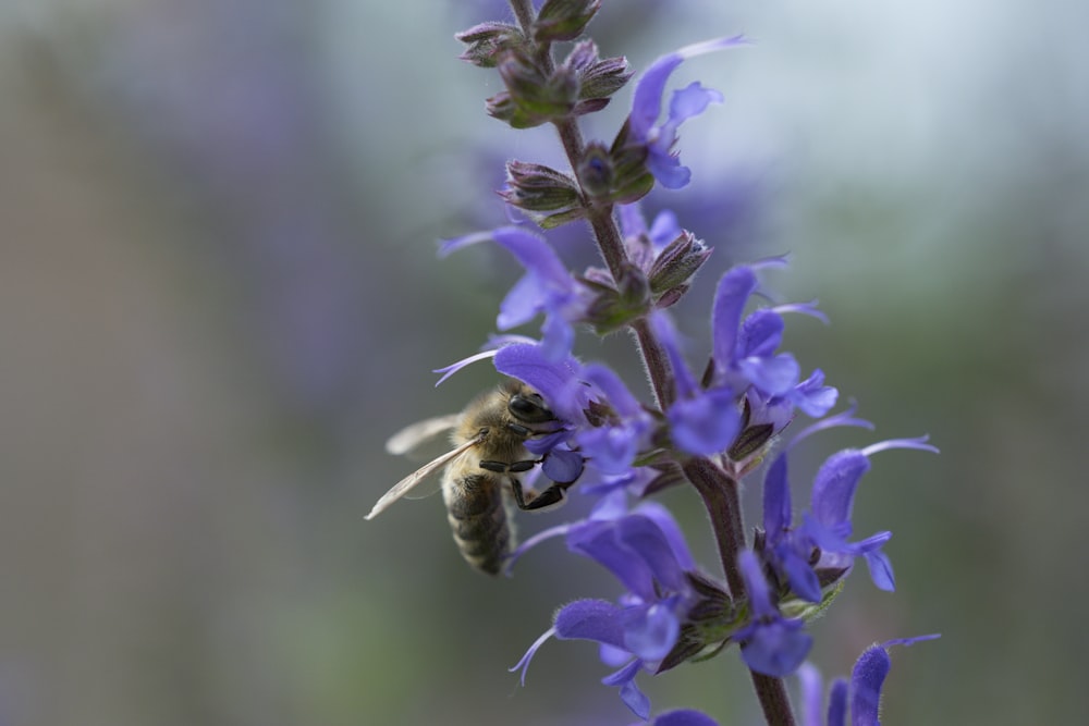 black and yellow bee on purple flower