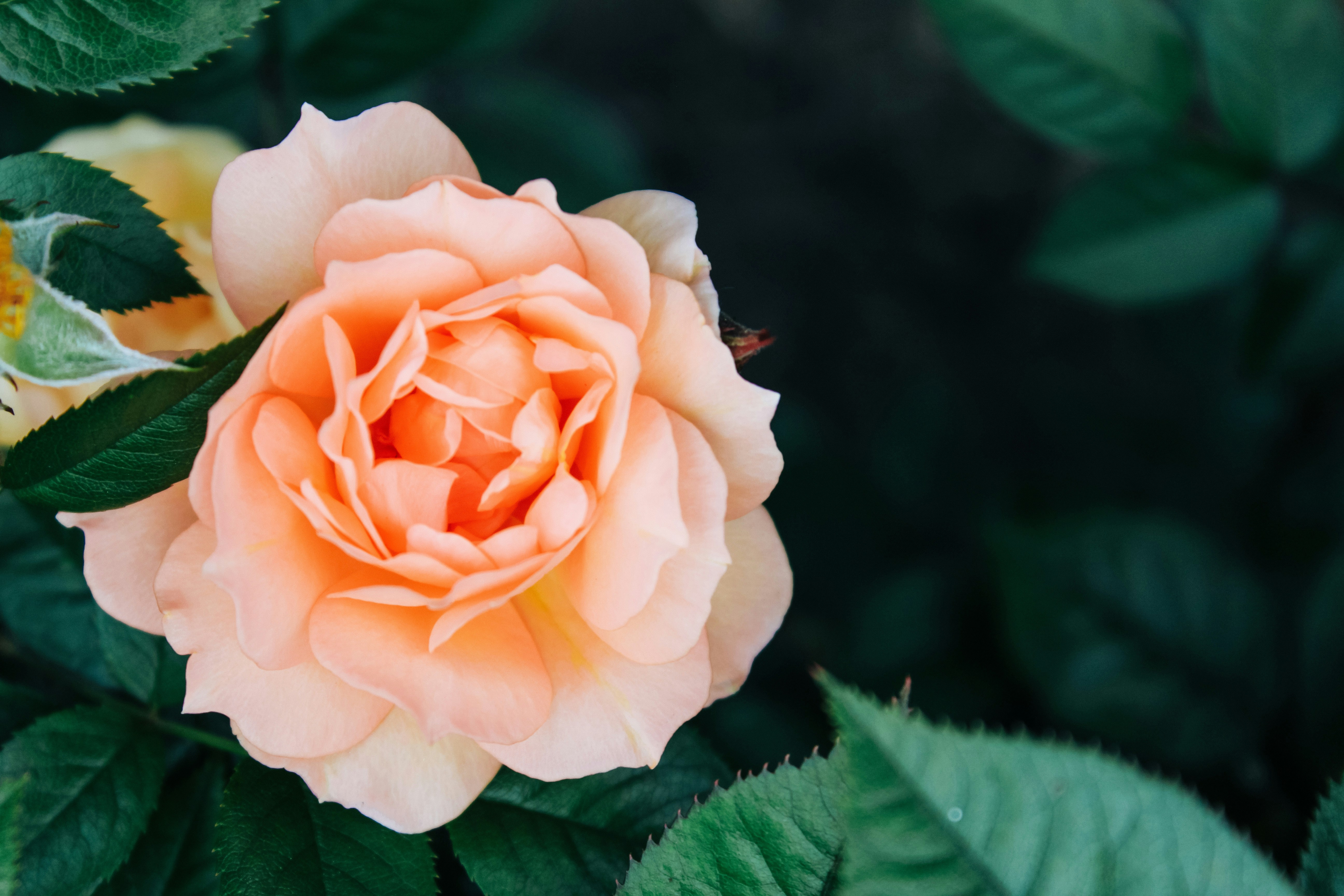 pink rose in bloom during daytime