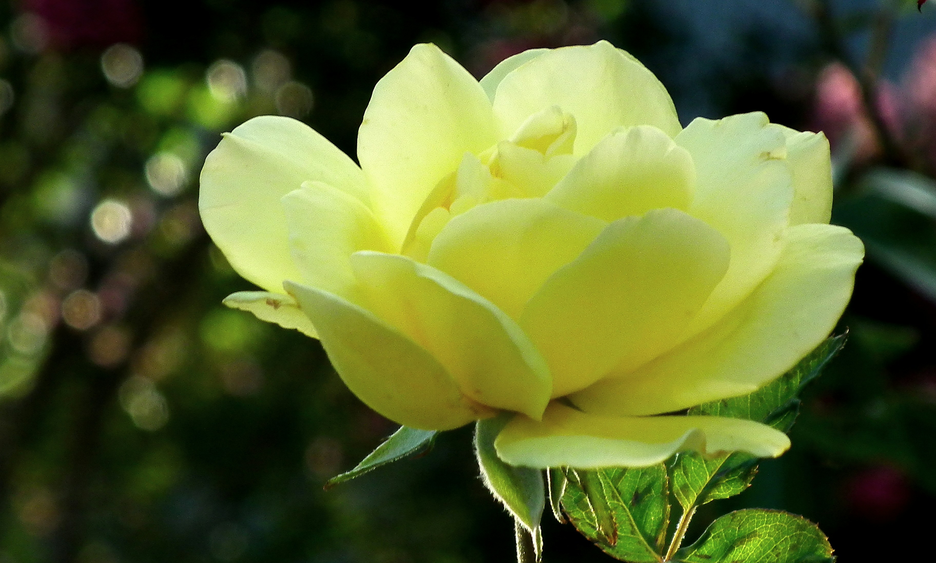 Best Good Morning Malayalam Quotes — Heartfelt Wishes to Share