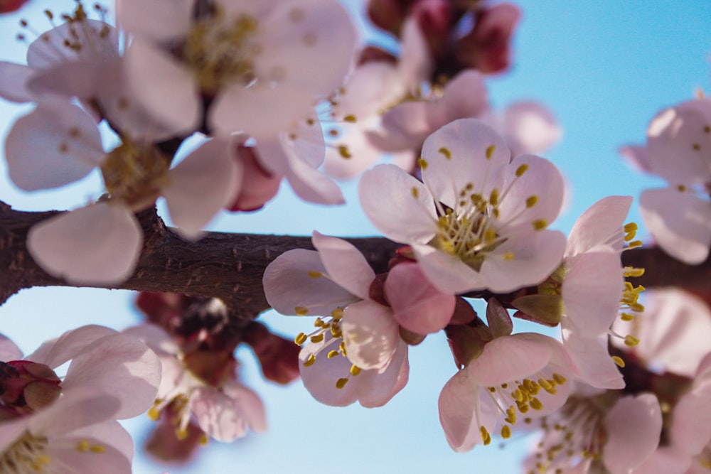 white and pink cherry blossom in close up photography