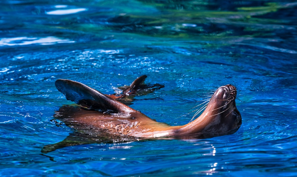 sea lion swimming on water during daytime