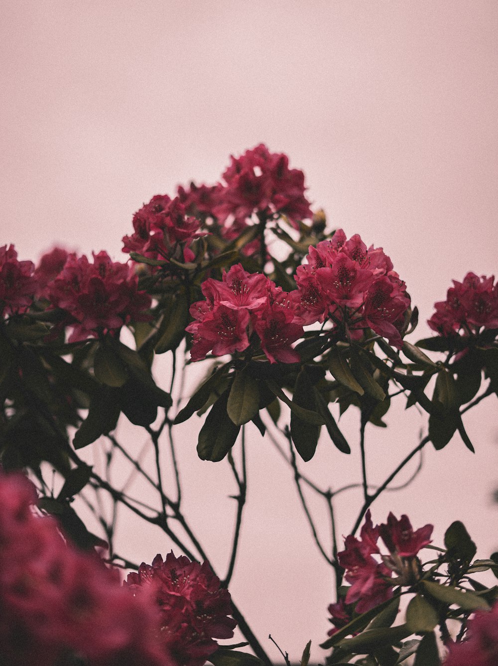 red flowers with green leaves