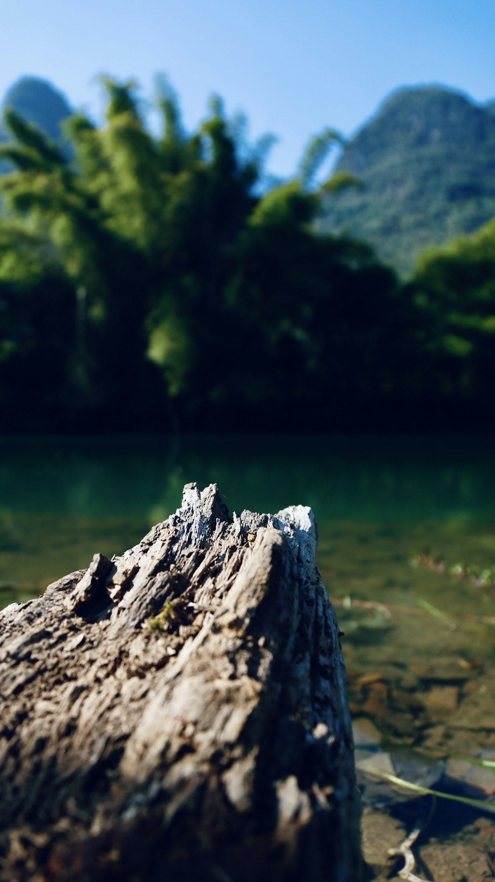 a close up of a log in a body of water