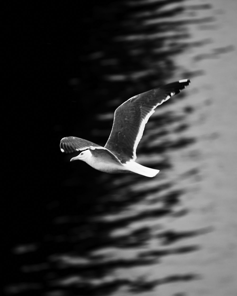 grayscale photo of gull flying