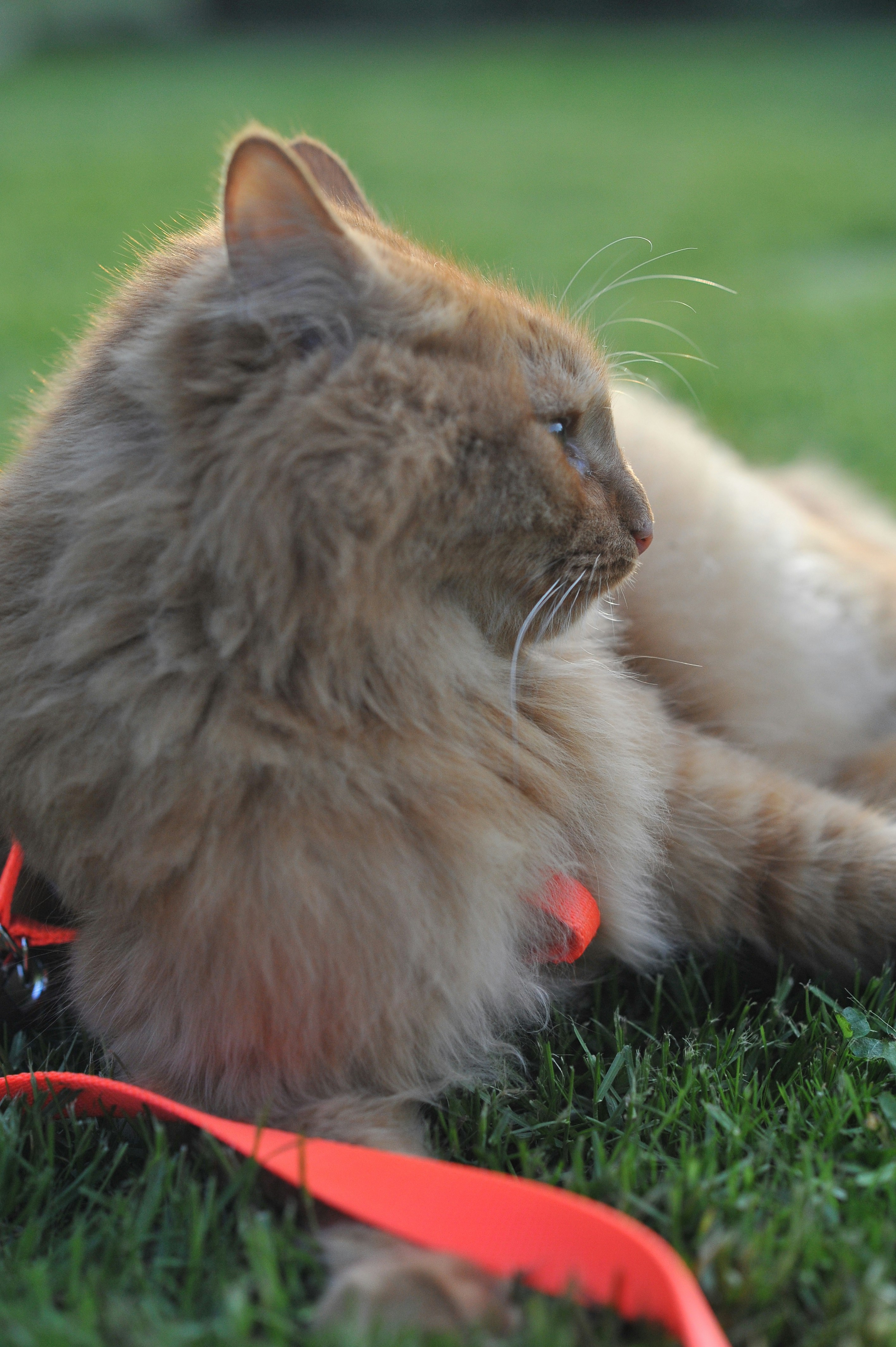 A cat laying on the grass with a leash photo – Free Cat Image on Unsplash