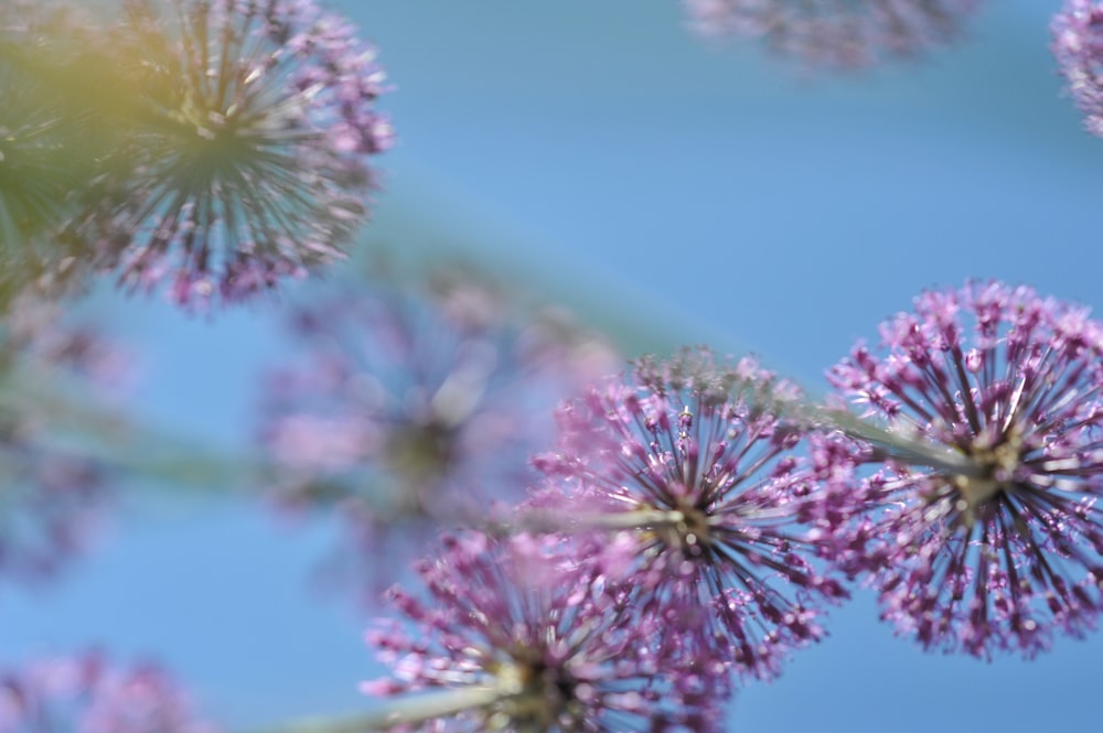 fleur rose et blanche en macrophotographie