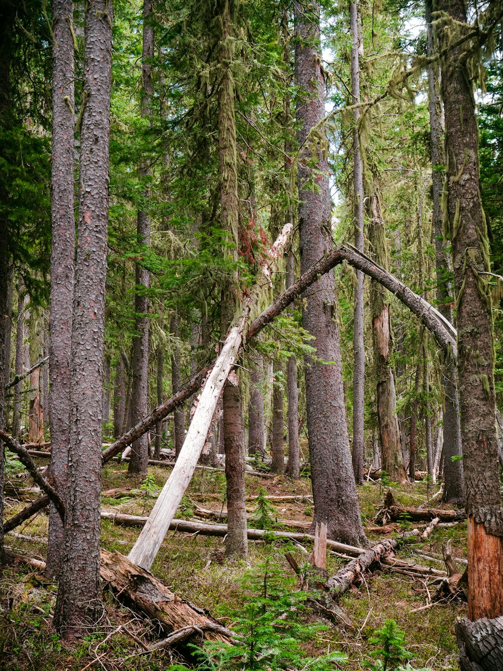 green trees on forest during daytime