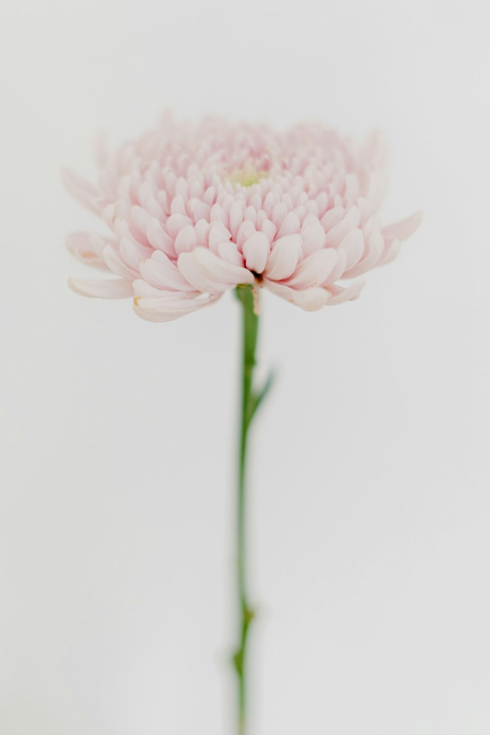 pink flower in tilt shift lens