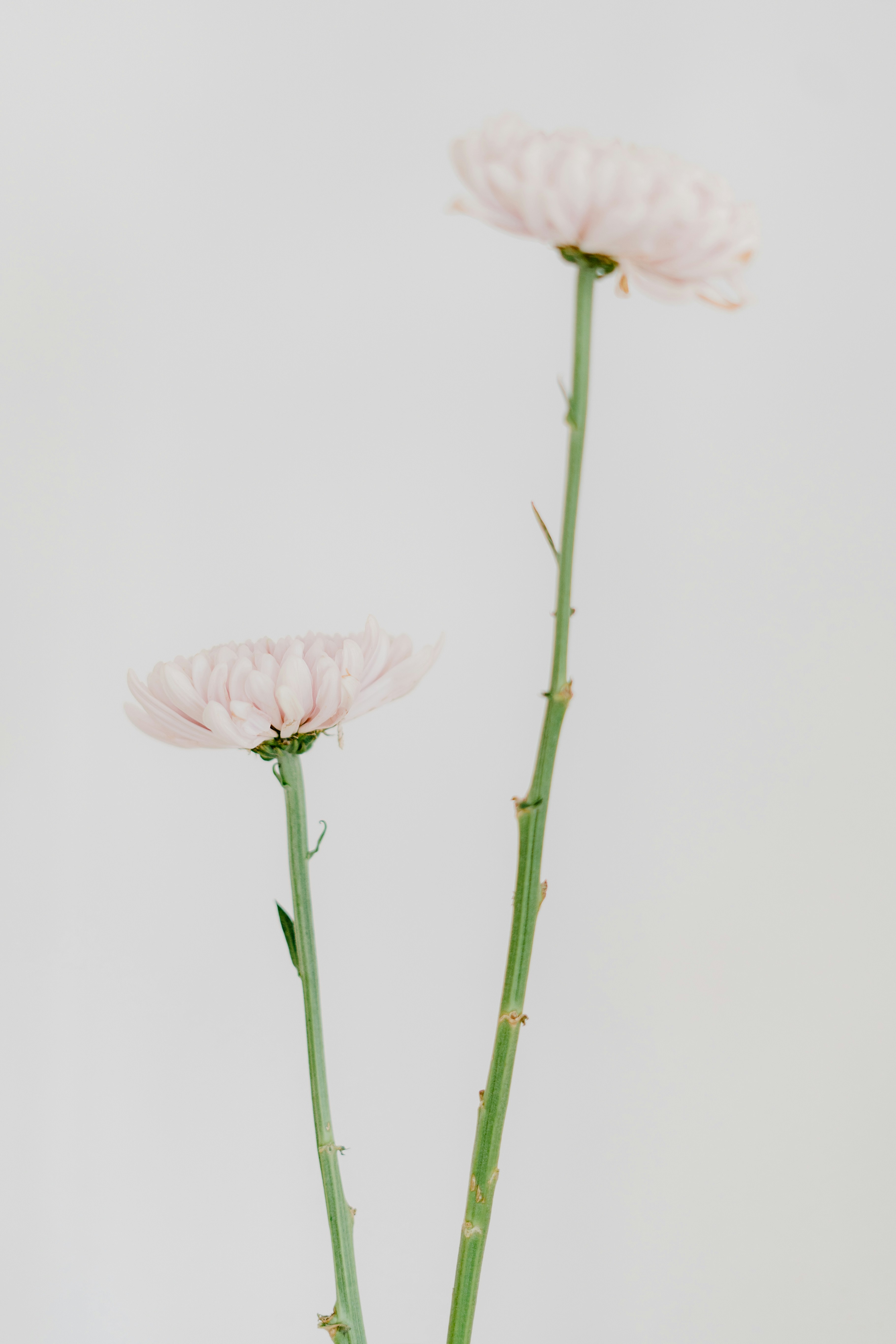 pink flower with green stem