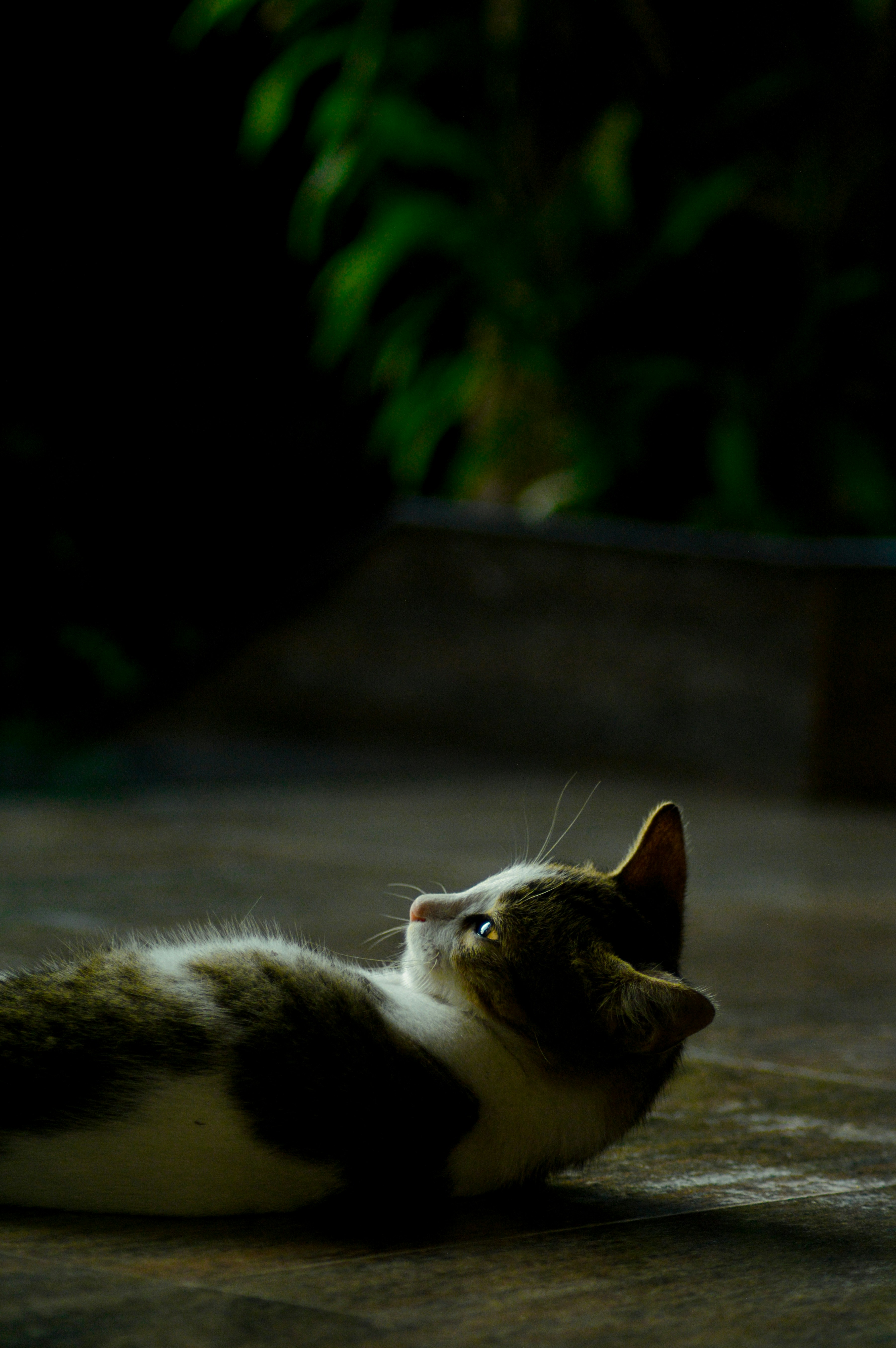 White and brown cat lying on floor photo – Free Cat Image on Unsplash