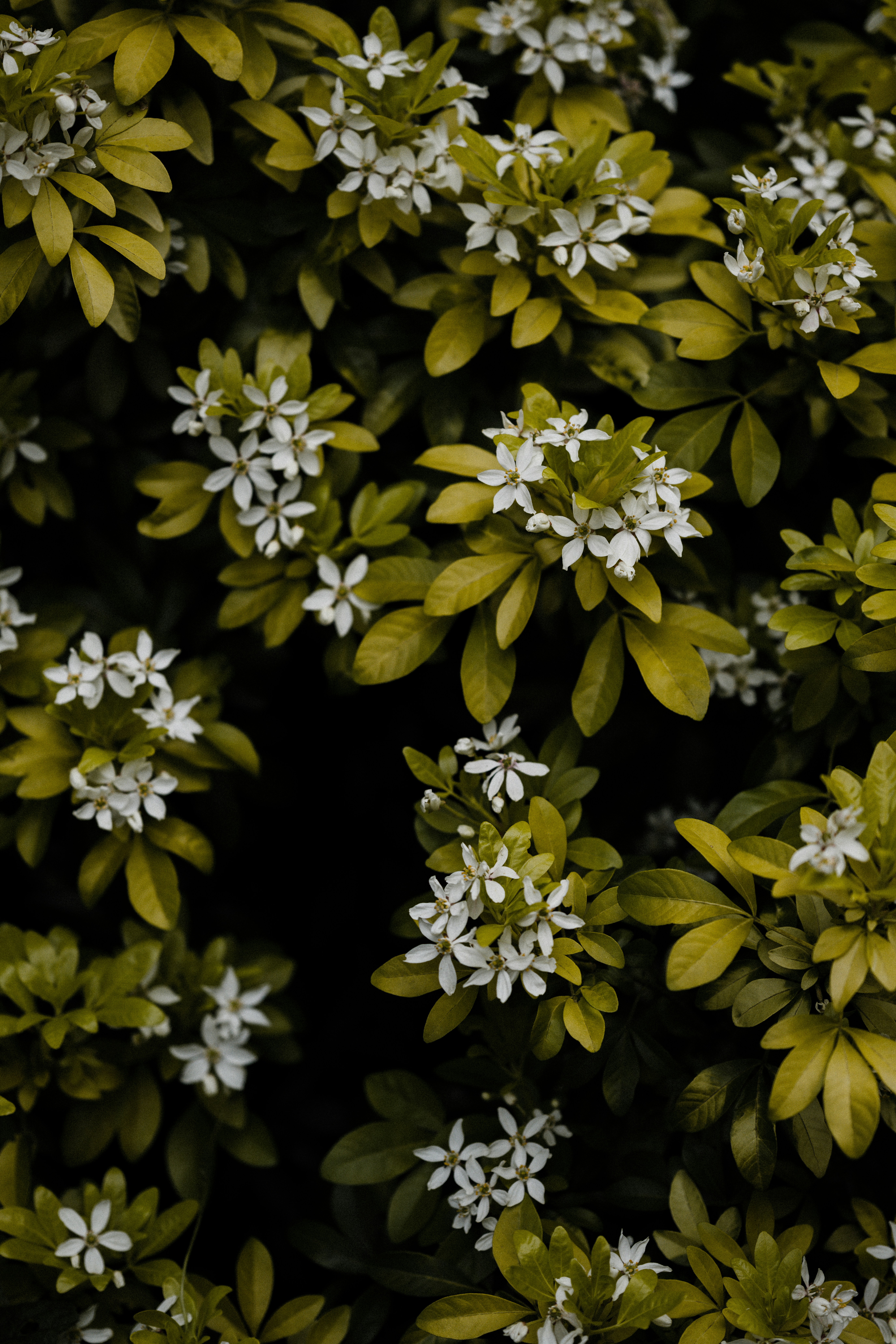 gelbe Blüten mit grünen Blättern