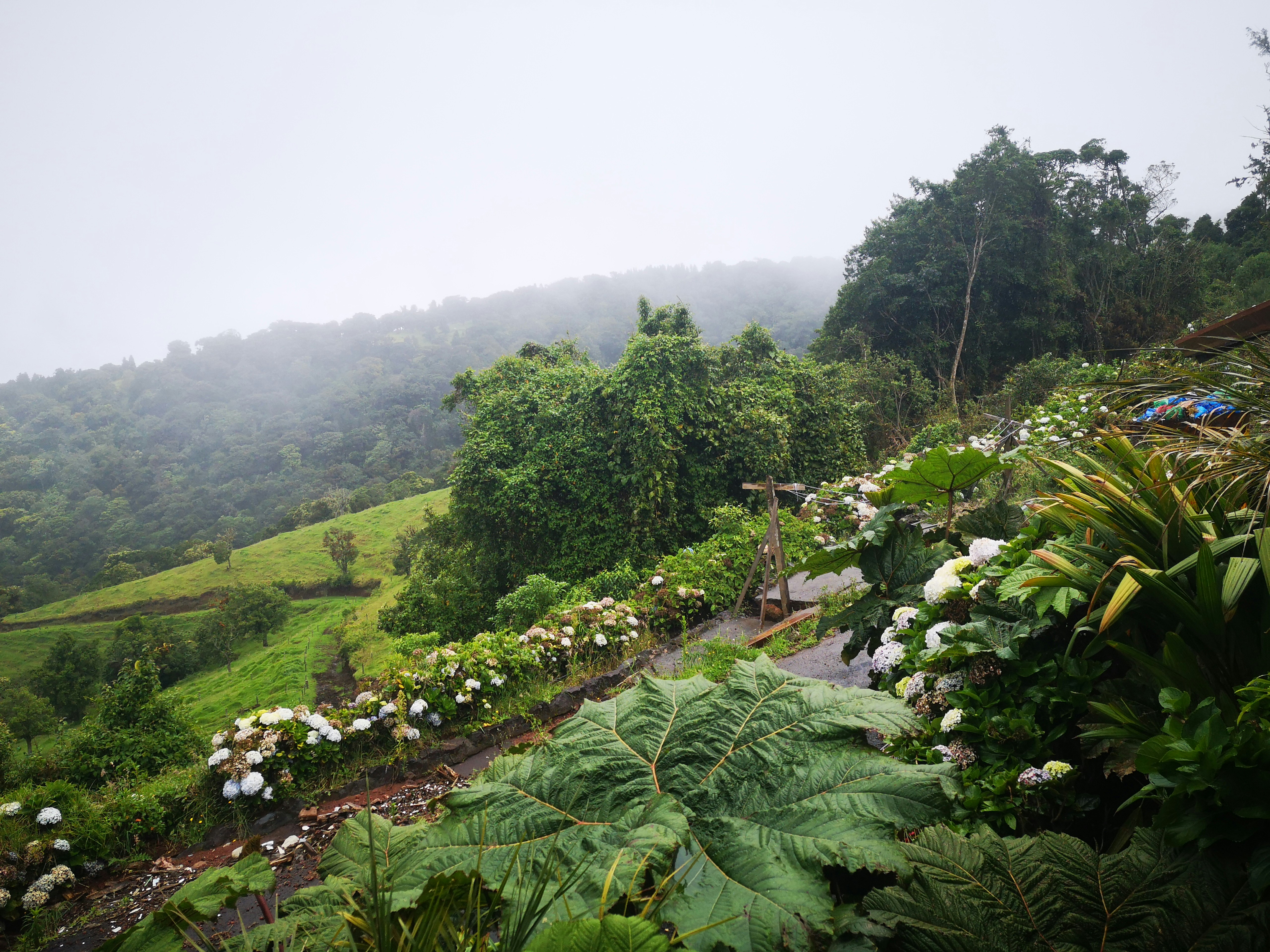Costa Rica rainforest jungle