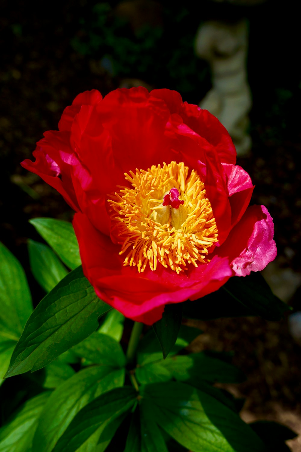 red flower in tilt shift lens