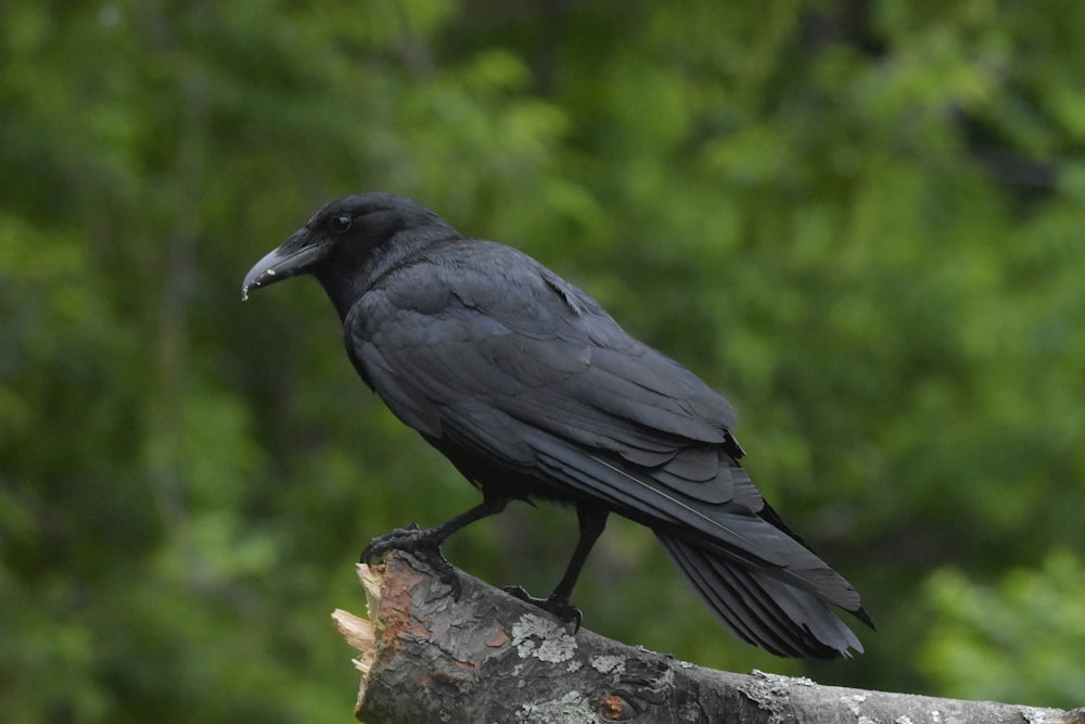 灰色の岩の上の黒いカラス