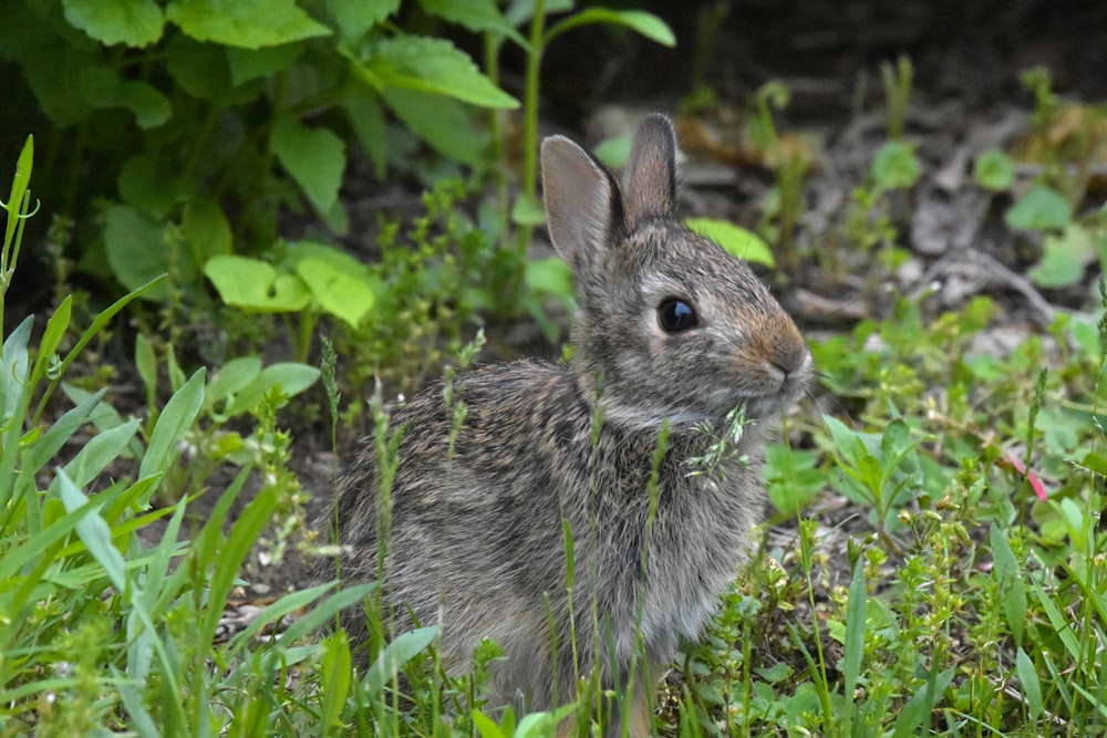 gray rabbit on green grass during daytime