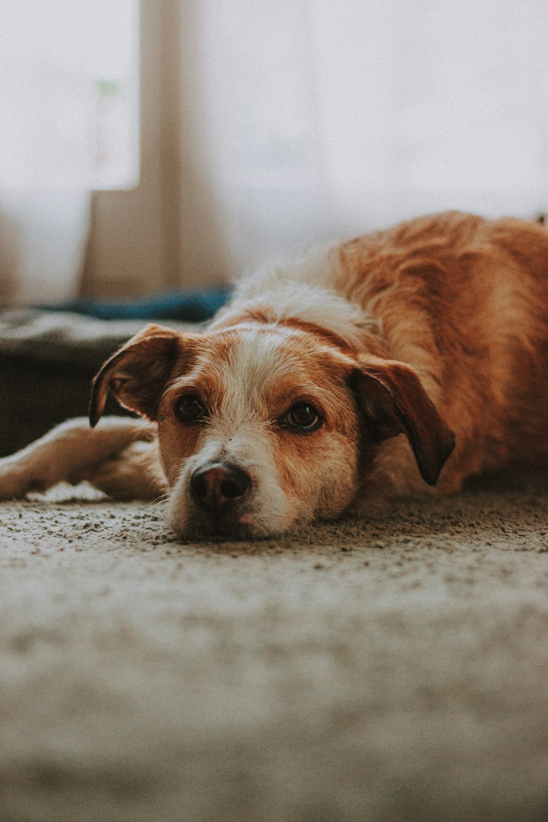 brown and white short coated dog lying on white textile