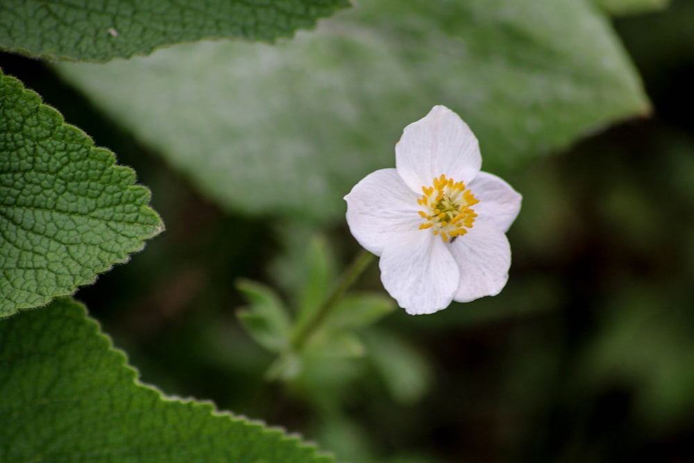 white flower in tilt shift lens