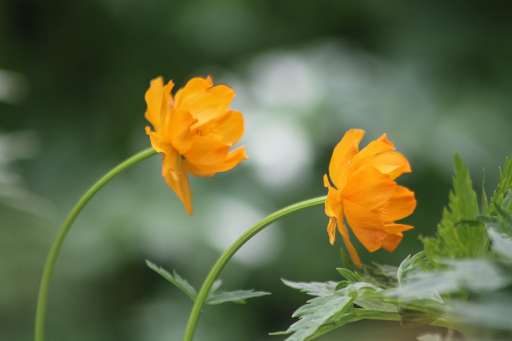 yellow flower in tilt shift lens