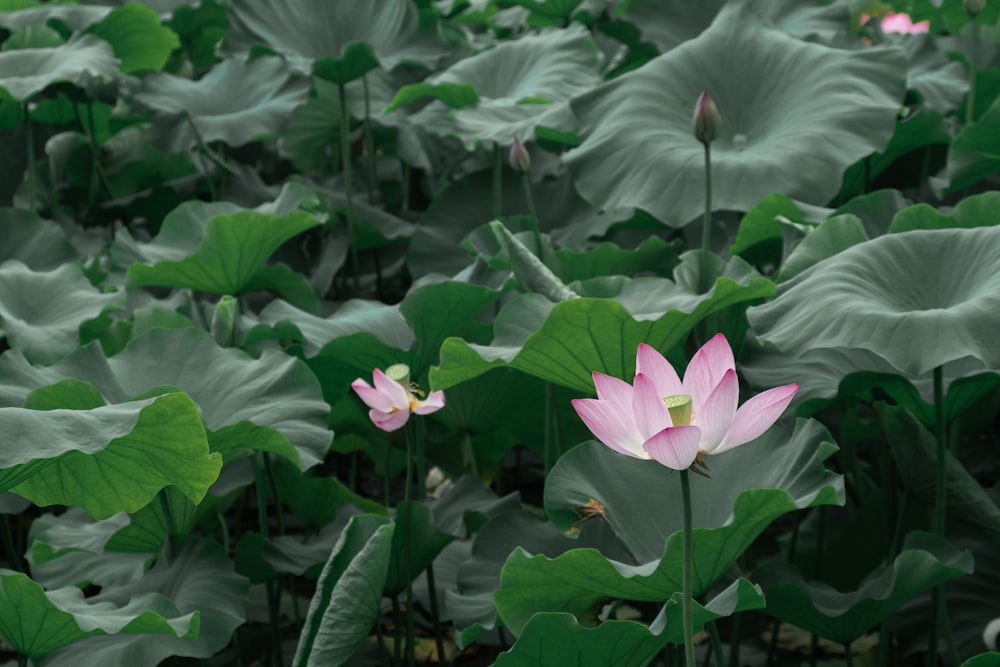 pink lotus flower in bloom during daytime