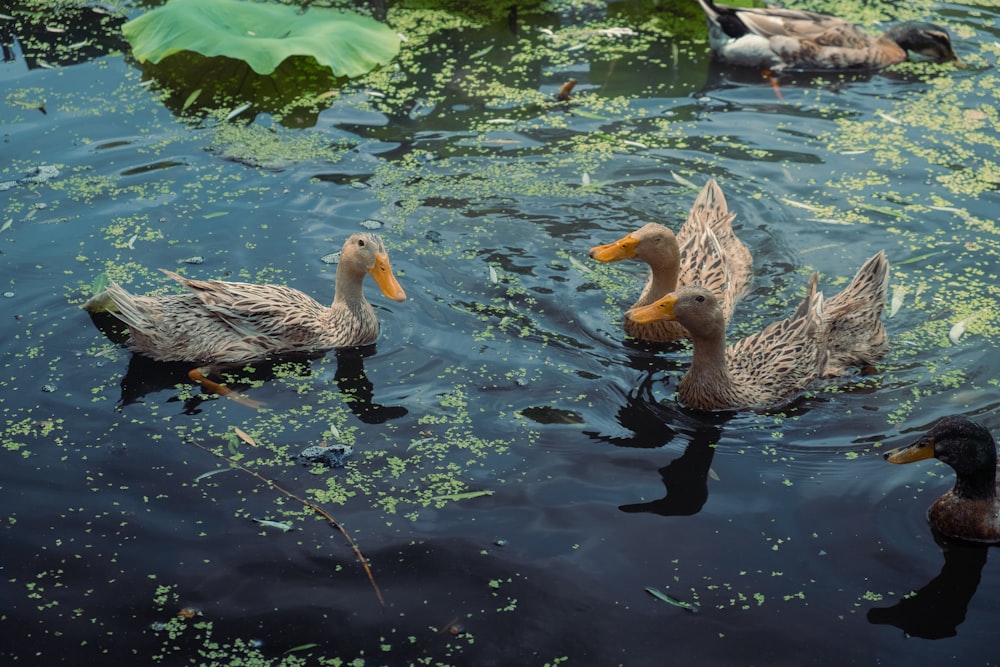 two white and gray geese on water