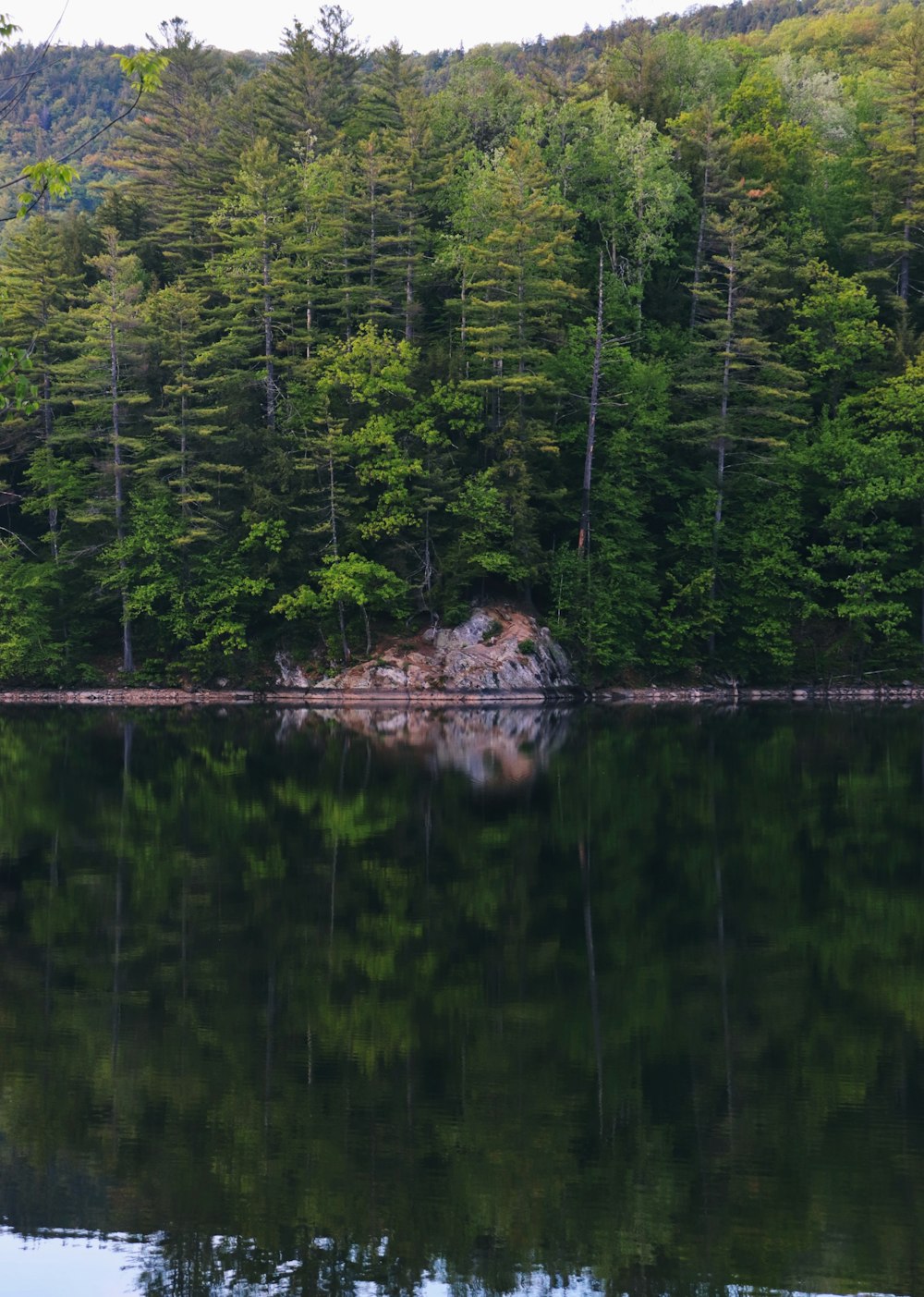 green trees beside lake during daytime